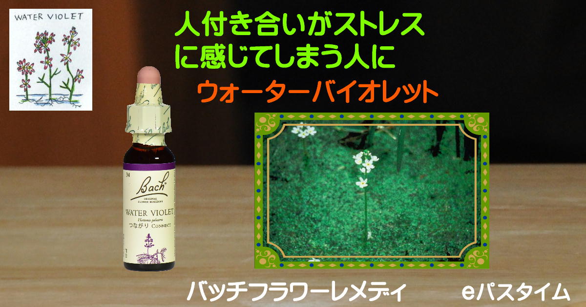 ウォーターバイオレットの詳細 e Pass Thyme