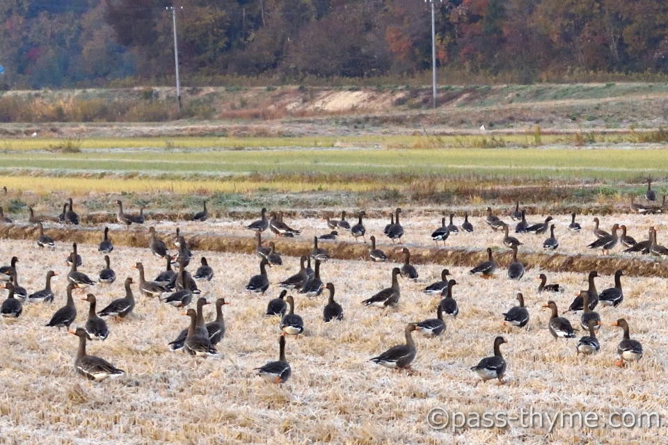 �}�K���̉a��