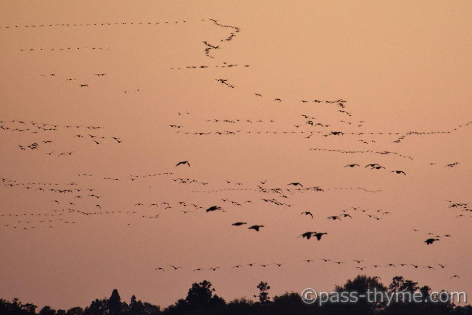 �}�K���̂˂������