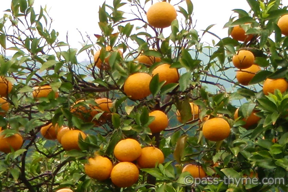 �؂Ɏ������~�J��