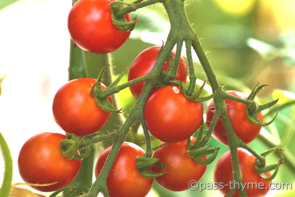 �����Ɏ���~�j�g�}�g
